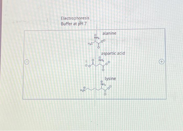 Solved Amino Acids Have Different Protonation States At Chegg