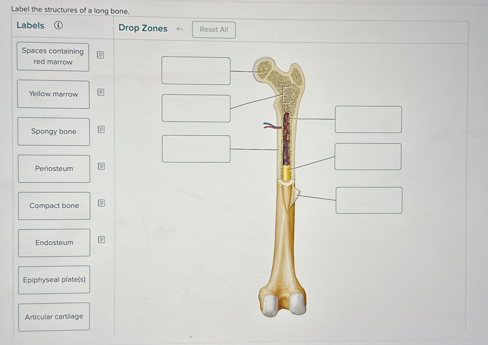 Solved Label The Structures Of A Long Bone Chegg