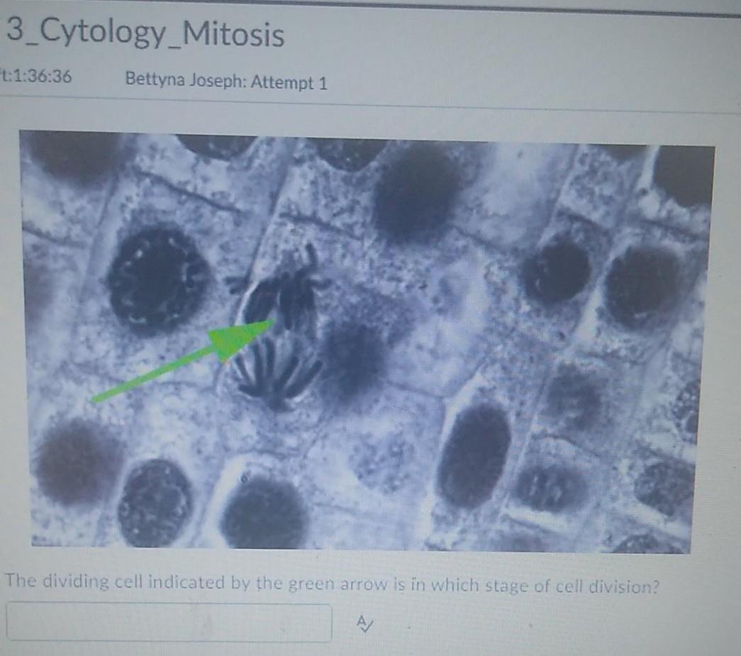 Solved The Organelle Indicated By The Green Arrow Is The Chegg