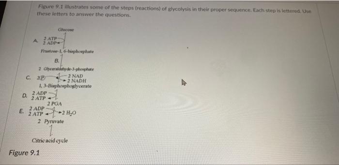 Solved Figure Illustrates Some Of The Steps Reactions Chegg