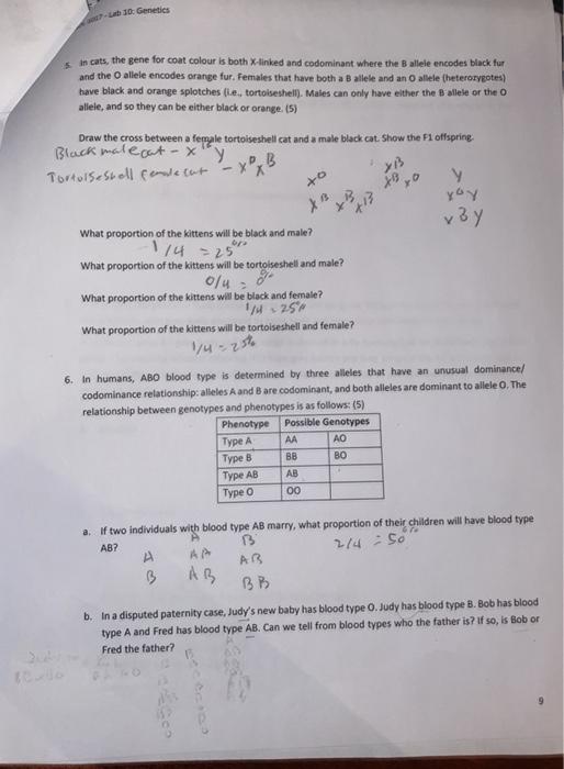 Solved Fruit Flies Follow The Same Sex Determination Chegg