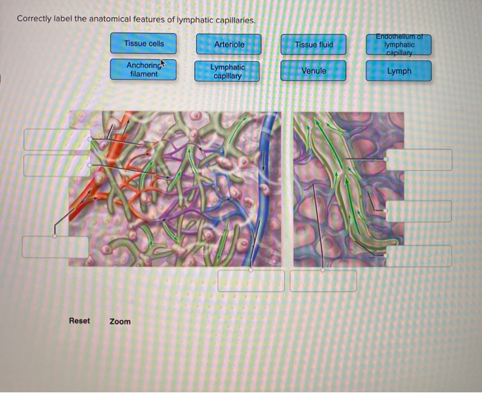 Solved Correctly Label The Anatomical Features Of Lymphatic Chegg