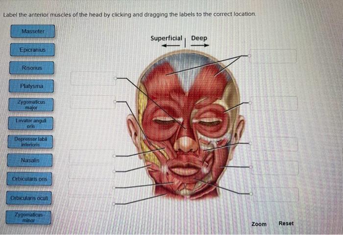 Solved Label The Anterior Muscles Of The Head By Clicking Chegg