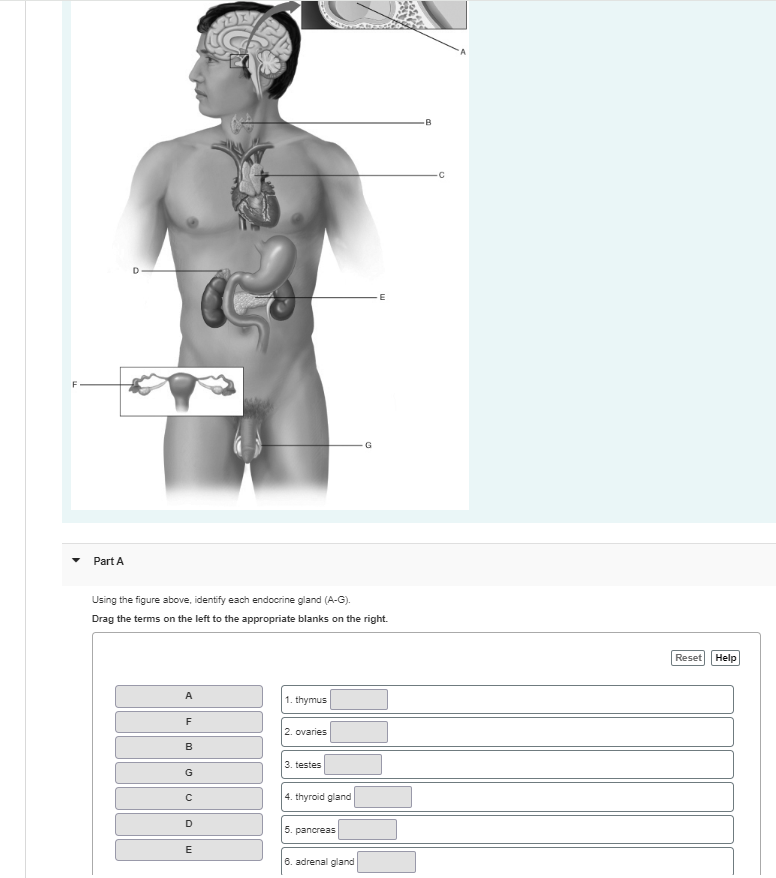 Solved Part Ausing The Figure Above Identify Each Endocrine Chegg