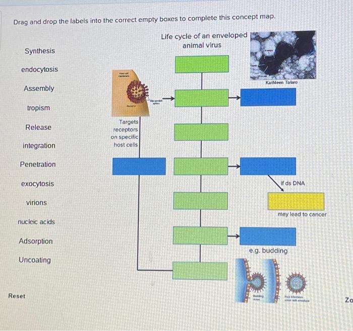 Solved Drag And Drop The Labels Into The Correct Empty Boxes Chegg