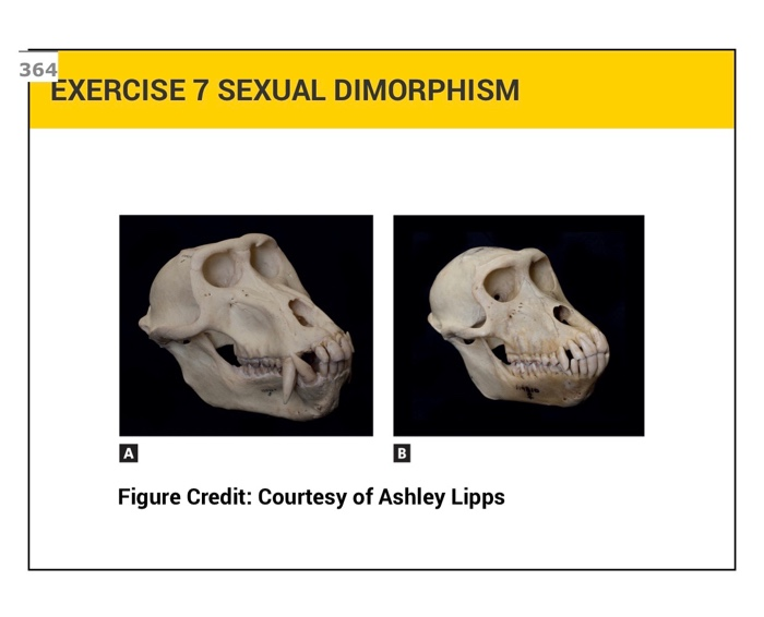 Solved EXERCISE 7 SEXUAL DIMORPHISM Work In A Small Group Or Chegg