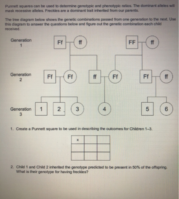 Solved Punnett Squares Can Be Used To Determine Genotypic Chegg