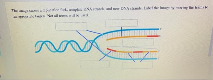 Solved The Image Shows A Replication Fork Template DNA Chegg