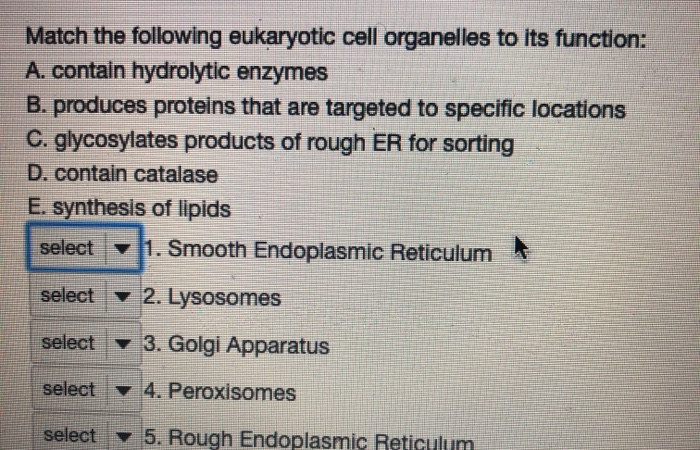 Solved Match The Following Eukaryotic Cell Organelles To Its Chegg