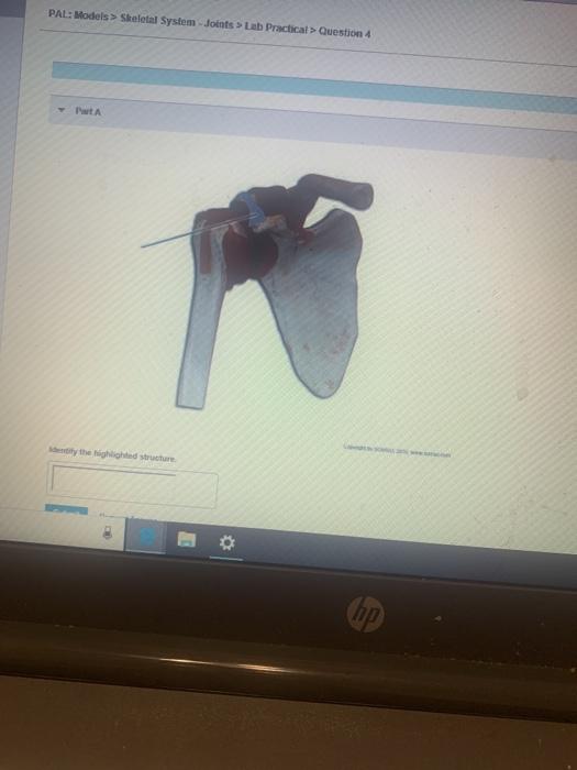 Solved PAL Models Skeletal System Joints Lab Chegg