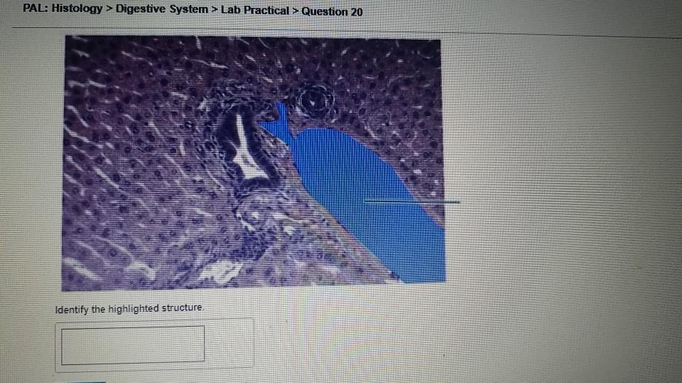 Solved PAL Histology Digestive System Lab Practical Chegg