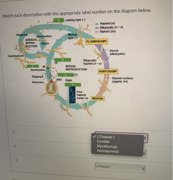 Solved Match Each Description With The Appropriate Label Chegg