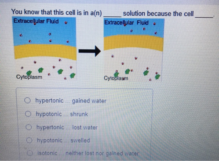 Solved You Know That This Cell Is In A N Solution Because Chegg