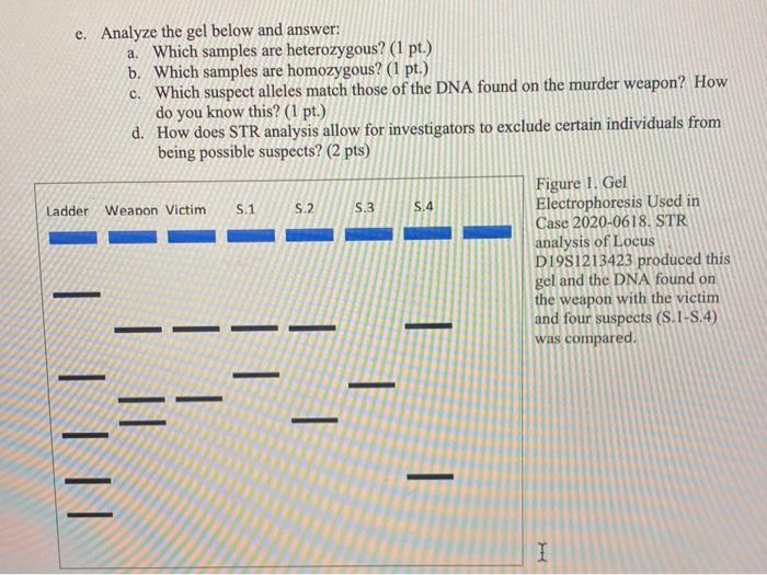 Solved E Analyze The Gel Below And Answer A Which Samples Chegg