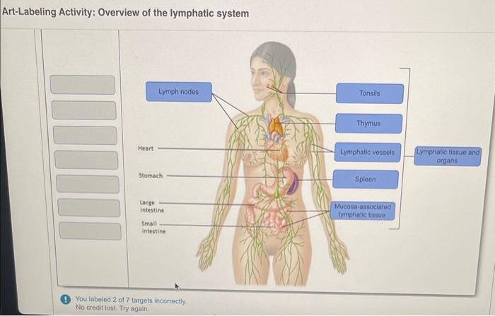 Solved Art Labeling Activity Overview Of The Lymphatic Chegg