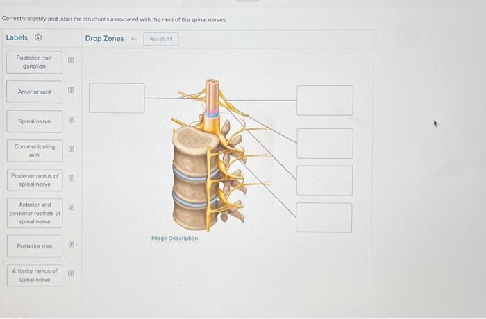 Solved Correctly Identhly And Label The Structures Chegg