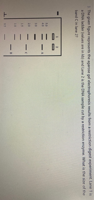 Solved The Given Figure Represents The Agarose Gel Chegg