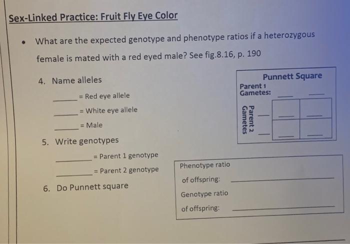 Solved Sex Linked Practice Fruit Fly Eye Color What Are The Chegg