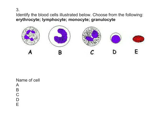 Solved Identify The Blood Cells Illustrated Below Choose Chegg