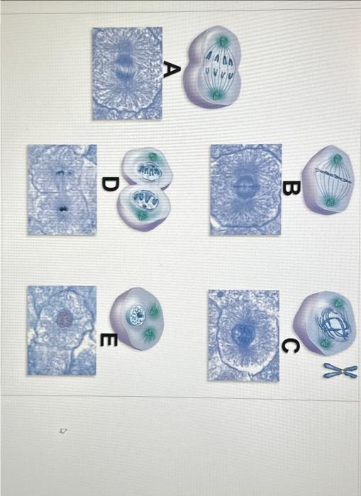 Solved What Mitotic Phase Is Cell A In What Mitotic Phase Chegg