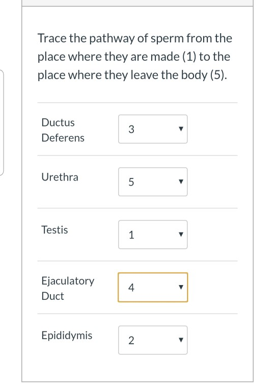 Solved Trace The Pathway Of Sperm From The Place Where They Chegg