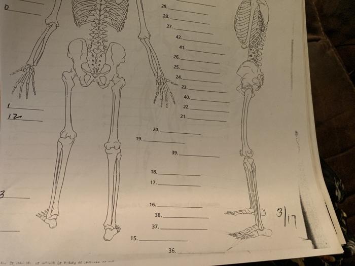 Solved Skeletal System Skeletal System Posterior View Chegg