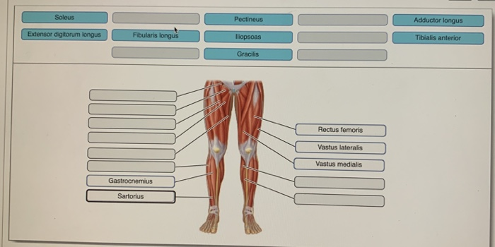 Solved Soleus Pectineus Adductor Longus Extensor Digitorum Chegg