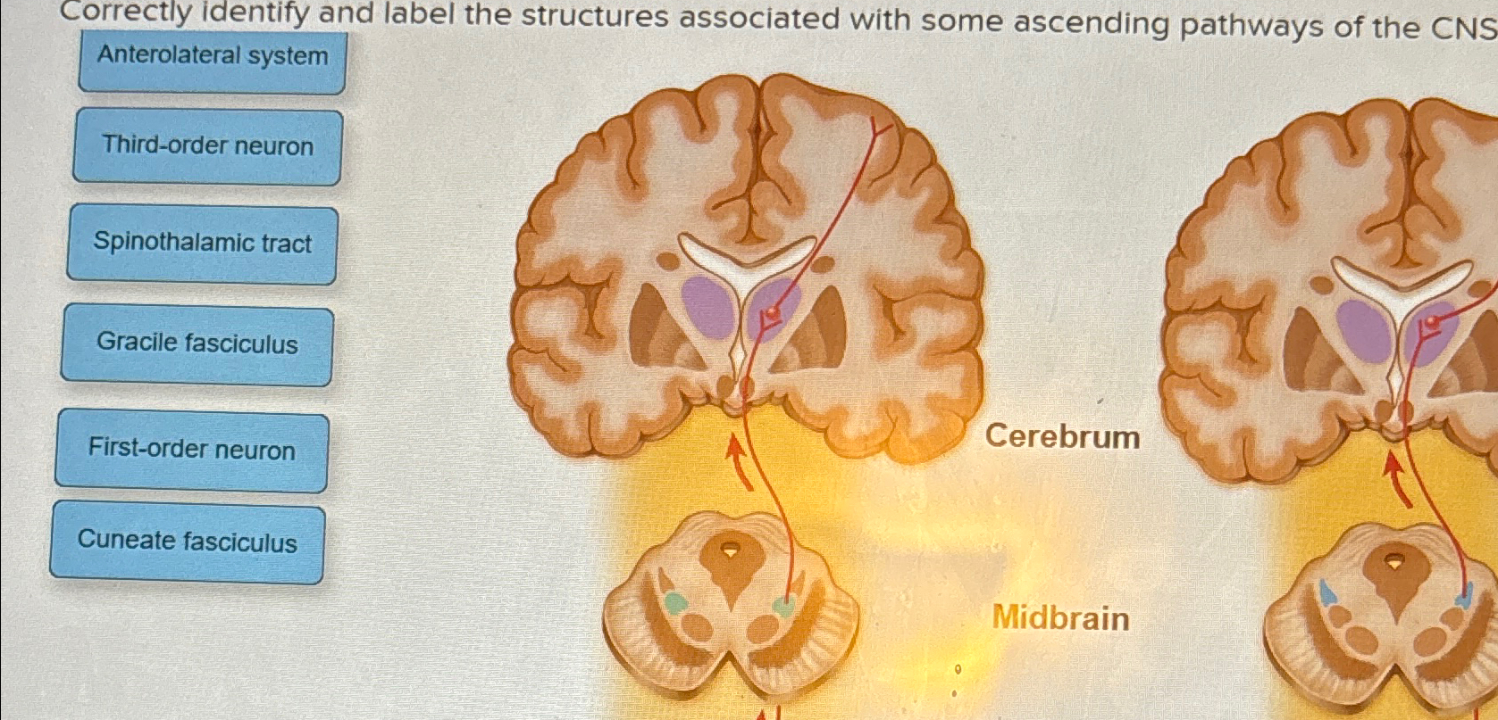 Solved Correctly Identify And Label The Structures Chegg