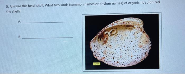 Solved 5 Analyze This Fossil Shell What Two Kinds Common Chegg