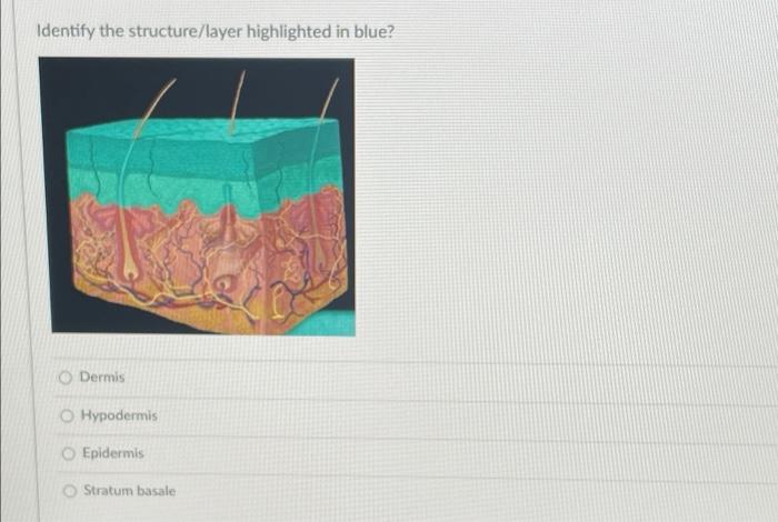 Solved Identify The Structure Layer Highlighted In Blue Chegg