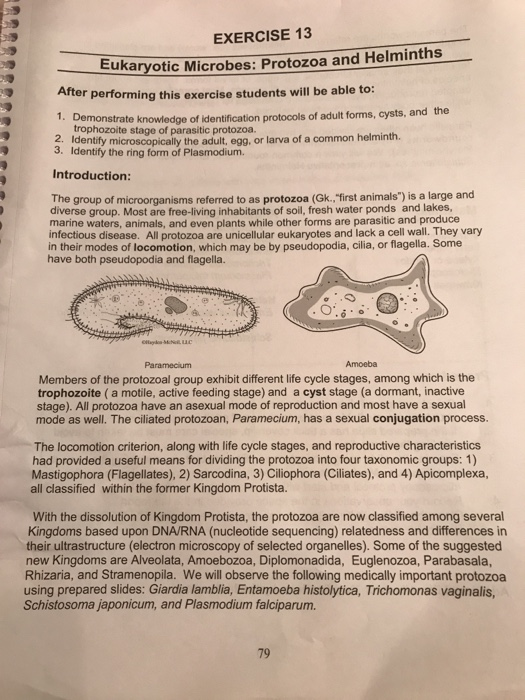 Solved EXERCISE 13 Eukaryotic Microbes Protozoa And Chegg