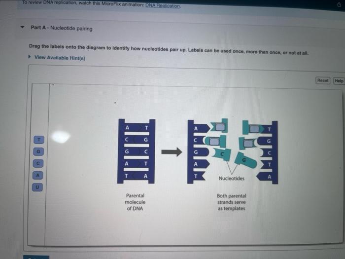 Solved Drag The Labels Onto The Diagram To Identify How Chegg