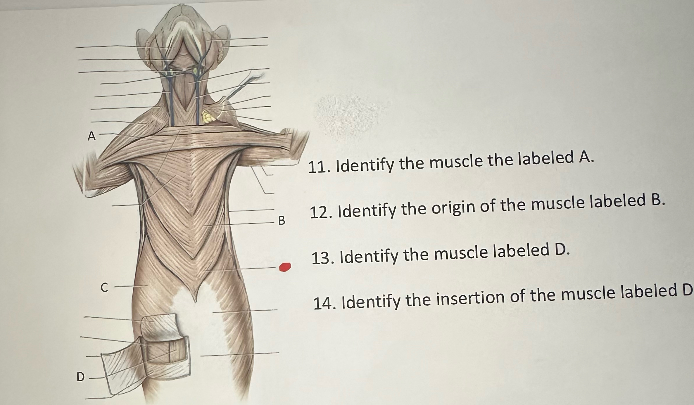 Solved Identify The Muscle The Labeled A Identify The Origin Chegg