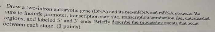 Solved Draw A Two Intron Eukaryotic Gene DNA And Its Chegg