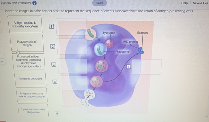 Solved Saved Help Save Exit System And Immunity Place Chegg