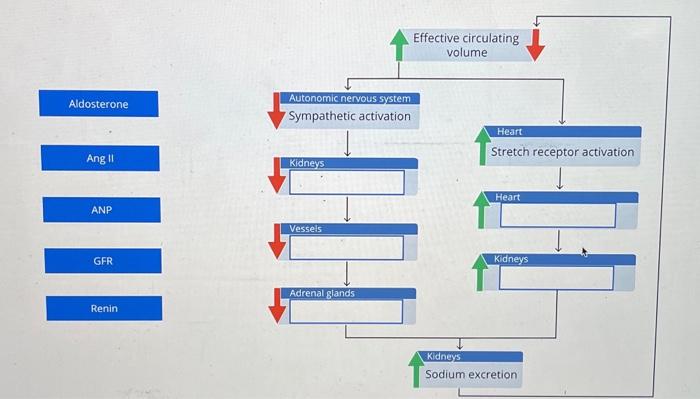 Solved Which Of These Are Effects Of Ang II And Which Are Chegg