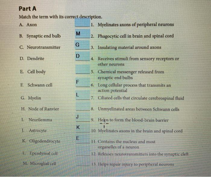 Solved Part A Match The Term With Its Correct Description Chegg