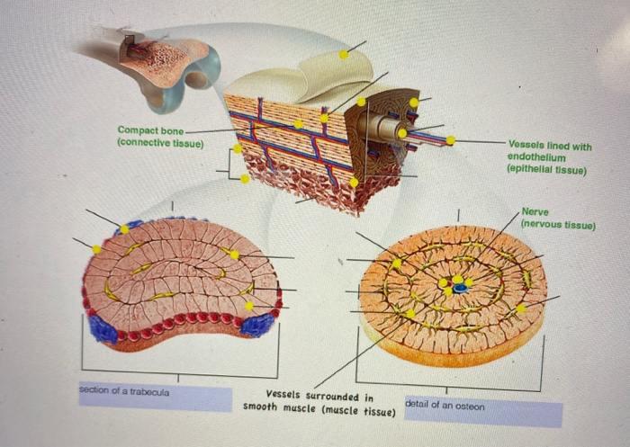 Bone Connective Tissue