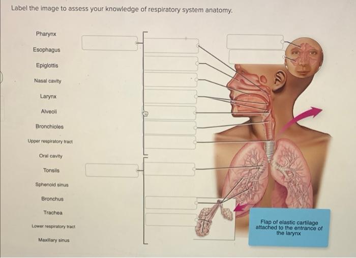 Solved Label The Image To Assess Your Knowledge Of Chegg