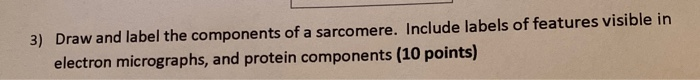 Solved Draw And Label The Components Of A Sarcomere Chegg