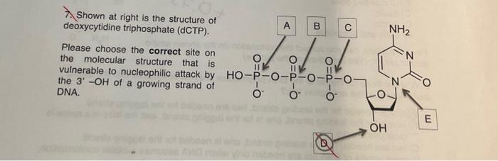 Solved 7 Shown At Right Is The Structure Of Deoxycytidine Chegg