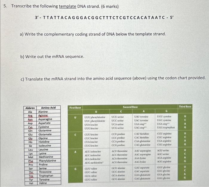 Solved Transcribe The Following Template DNA Strand 6 Chegg