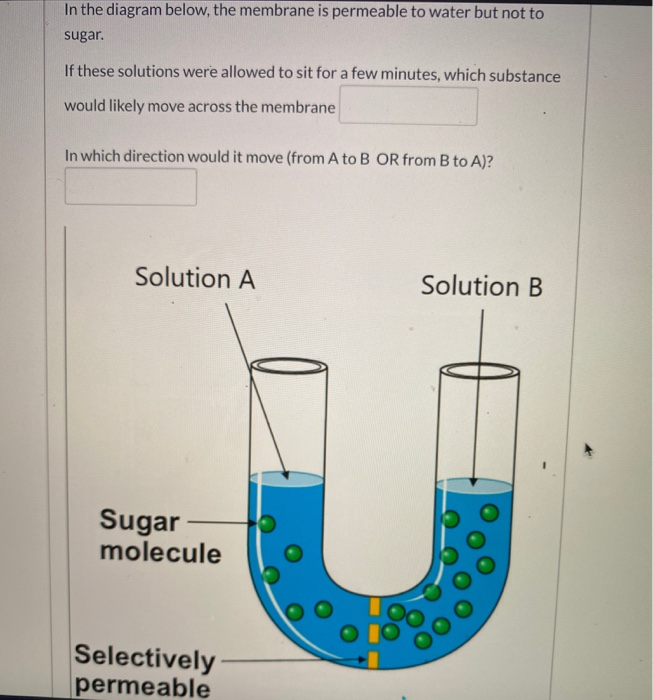 Semi Permeable Membrane Diagram