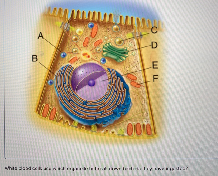 Solved С A D B E F loon 010101 White blood cells use which Chegg