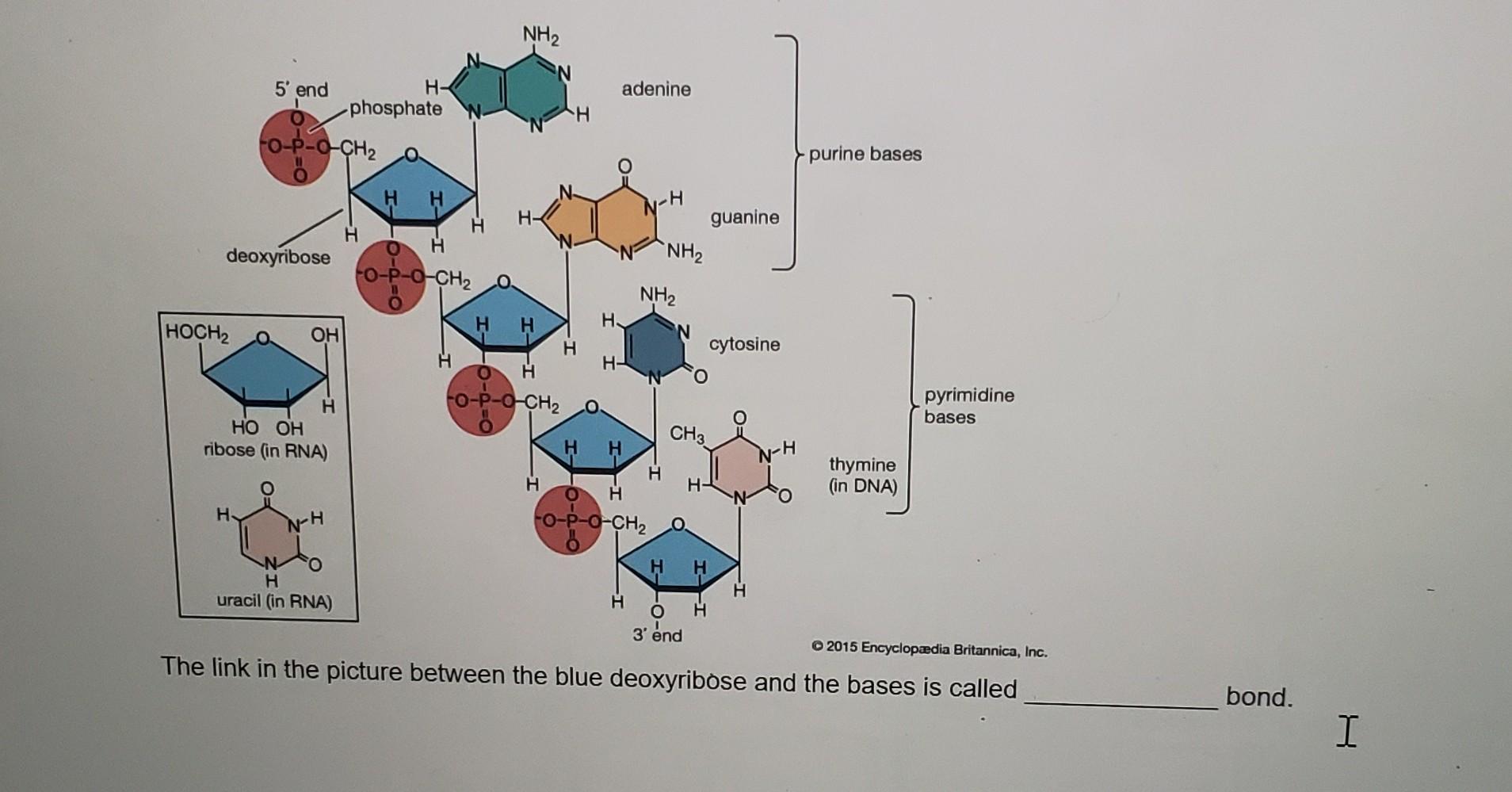 Solved NH2 N 5 end adenine H phosphate to p 2 CH₂ purine Chegg