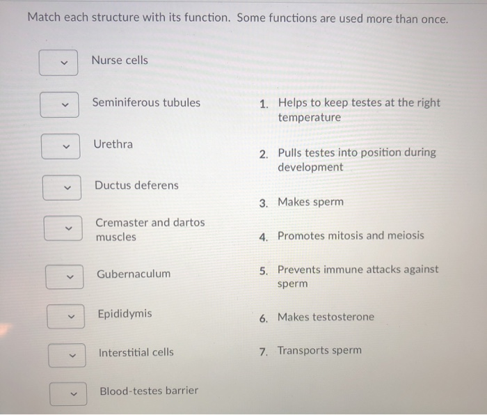 Solved Match Each Structure With Its Function Some Chegg