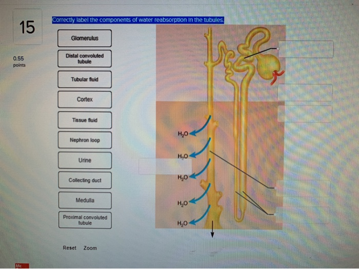 Solved Correctly Label The Components Of Water Reabsorption Chegg