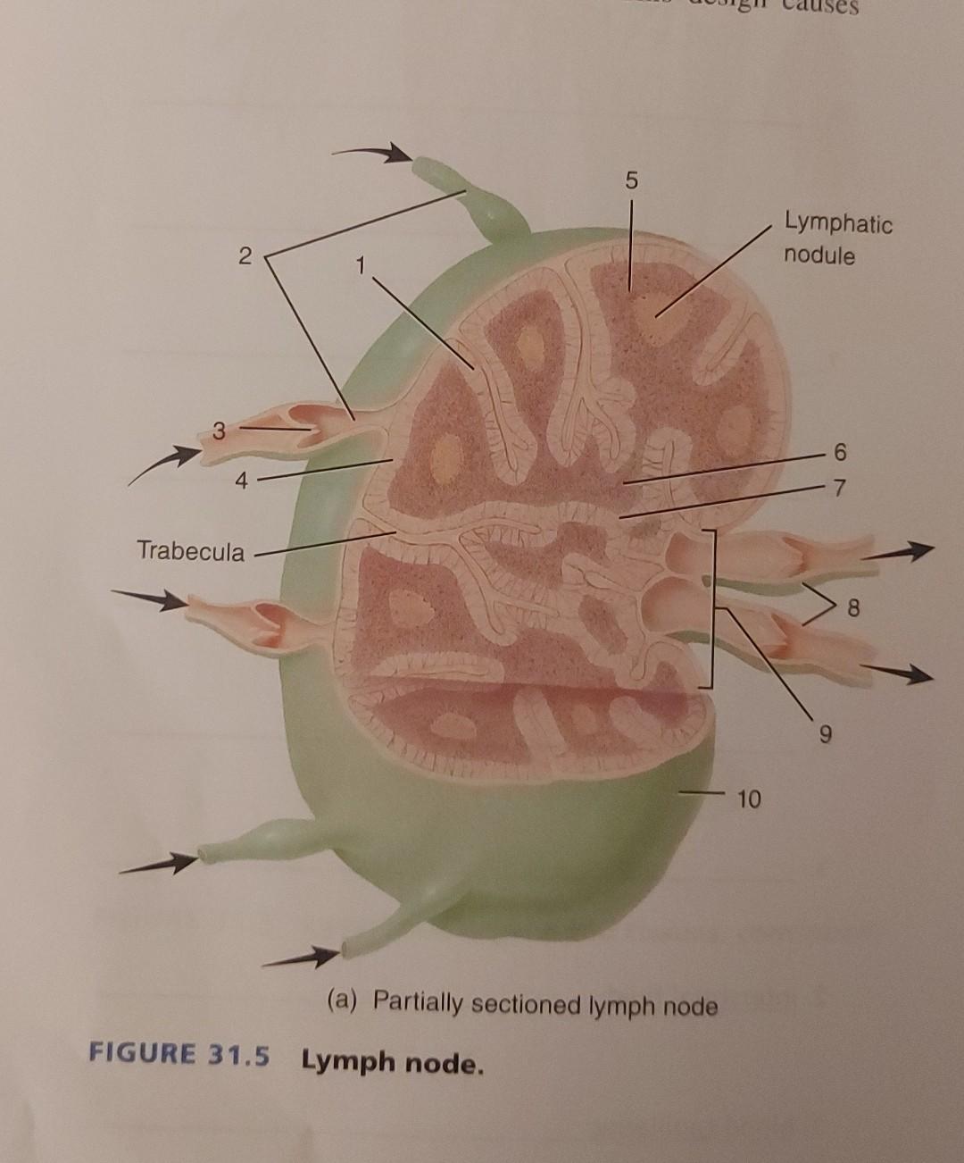 Solved Lingual Ling Wal Tonsil Palatine Chegg