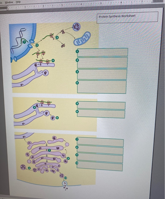 Solved Ols Window Help Protein Synthesis Worksheet CuwD Chegg