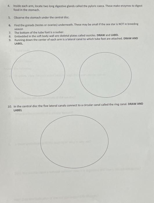 Solved Phylum Echinodermata Sea Star Dissection 1 DRAW The Chegg